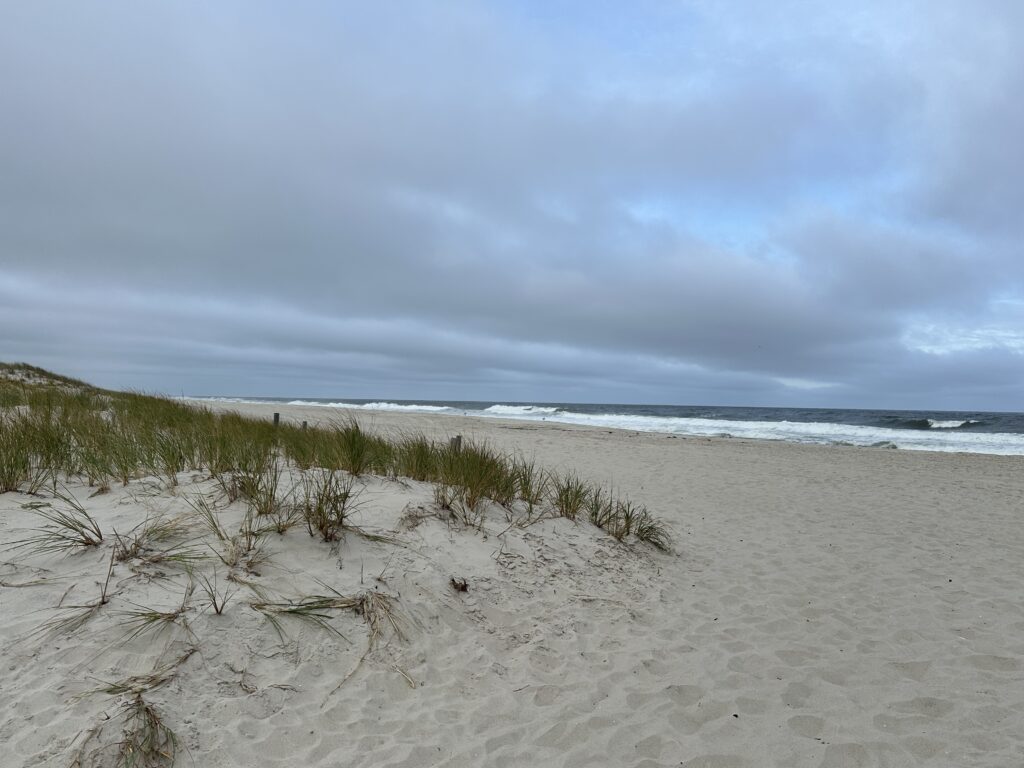 a sandy beach with plants and water (MyCoast AI)