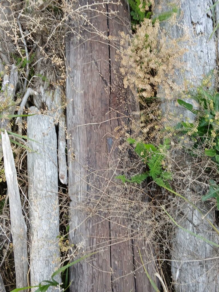 a fence with a tree stump (MyCoast AI)