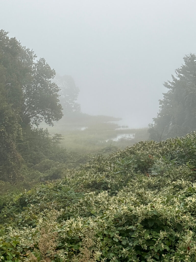 a foggy forest with trees (MyCoast AI)