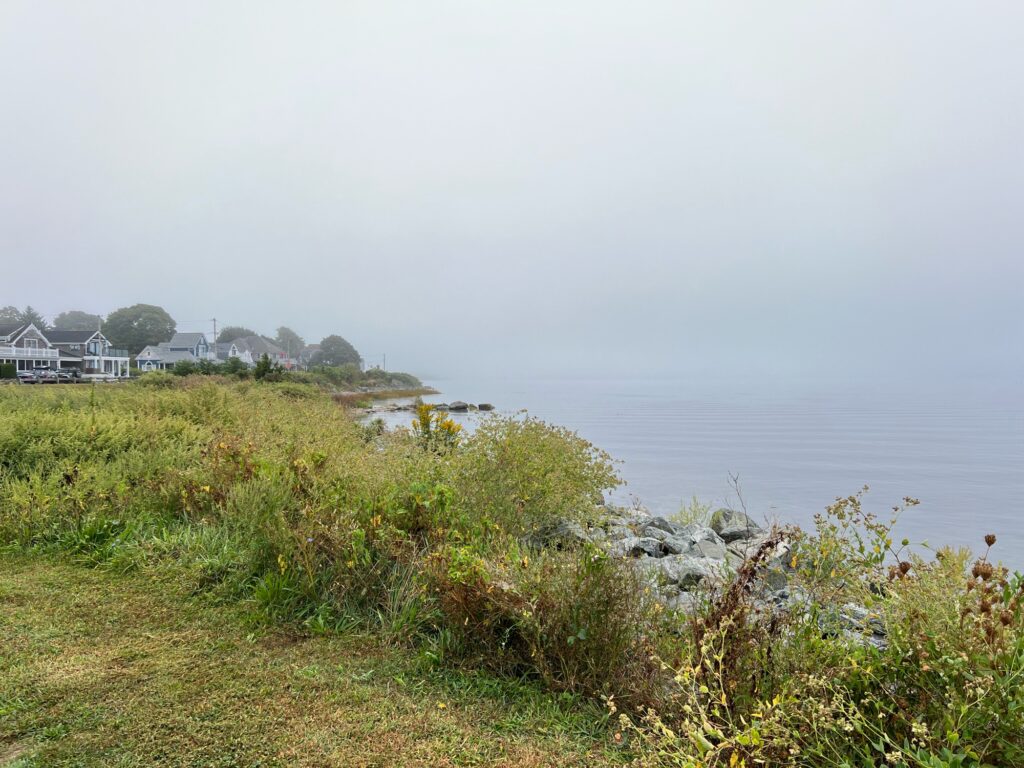 a grassy area next to a body of water (MyCoast AI)