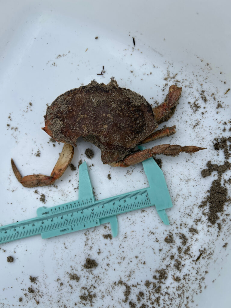 a crab with a knife (MyCoast AI)