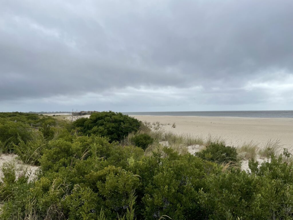 a beach with bushes and trees (MyCoast AI)