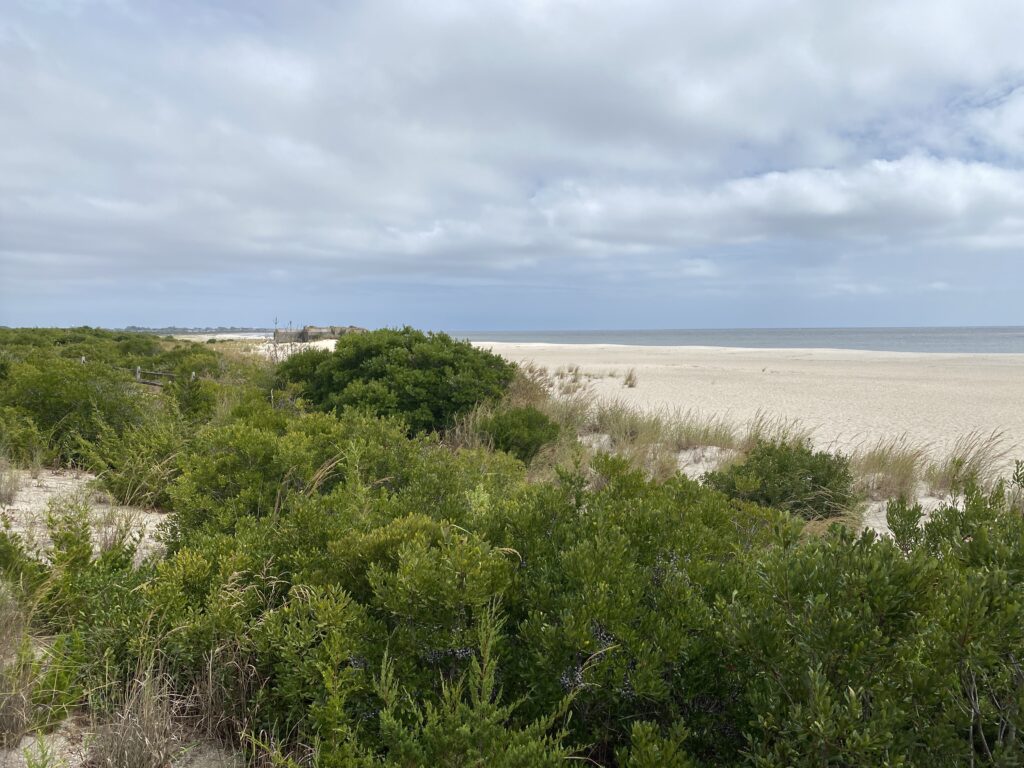 a beach with bushes and trees (MyCoast AI)
