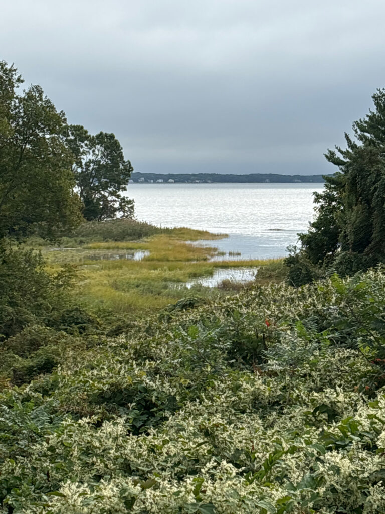 a grassy area next to a body of water (MyCoast AI)
