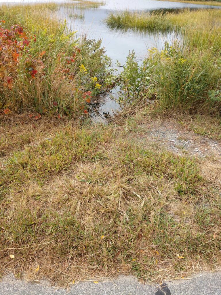 a pond with grass and bushes around it (MyCoast AI)