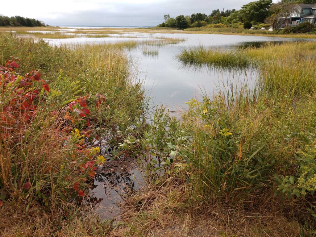 a pond with plants and flowers (MyCoast AI)