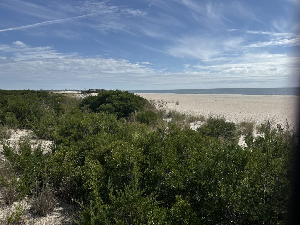 a beach with trees and bushes (MyCoast AI)