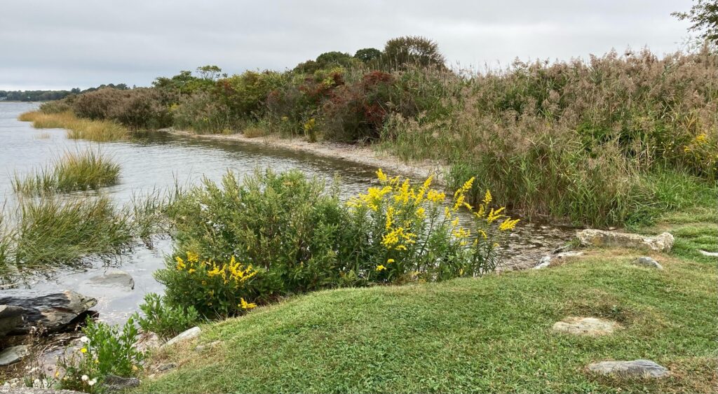 a river with yellow flowers (MyCoast AI)