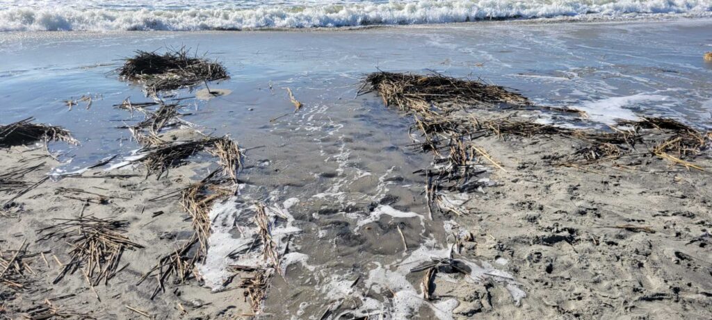 a beach with many sticks in the sand (MyCoast AI)