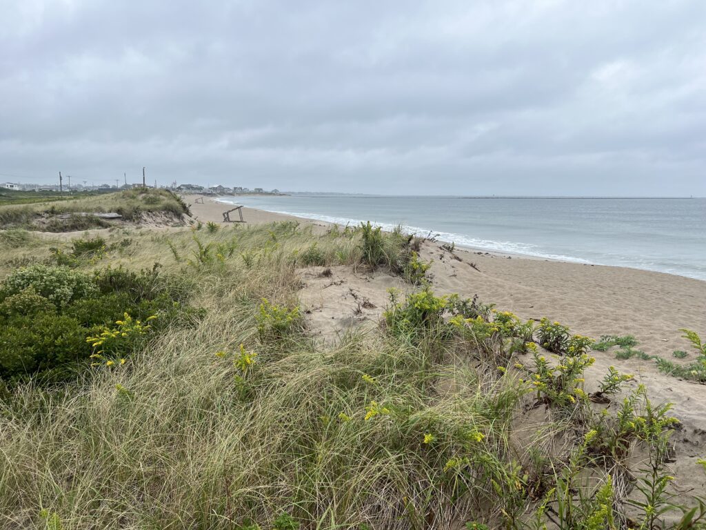 a beach with grass and sand (MyCoast AI)