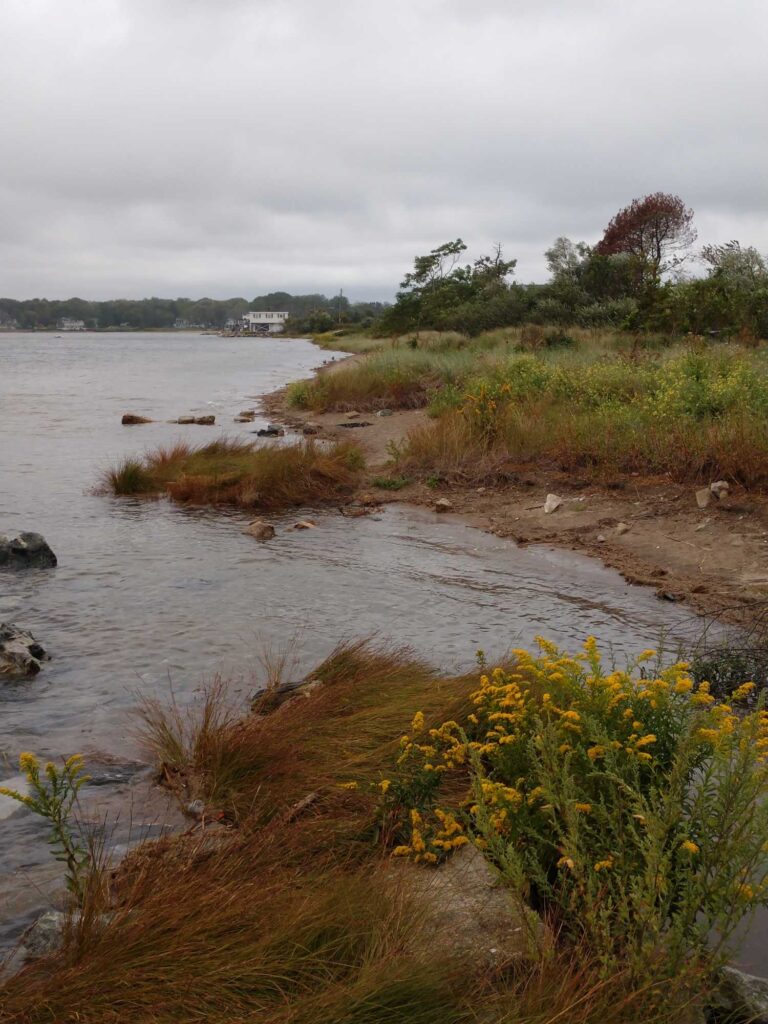 a river with grass and trees (MyCoast AI)