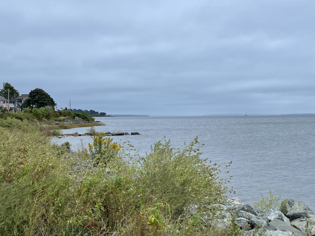 a body of water with grass and rocks on the side (MyCoast AI)