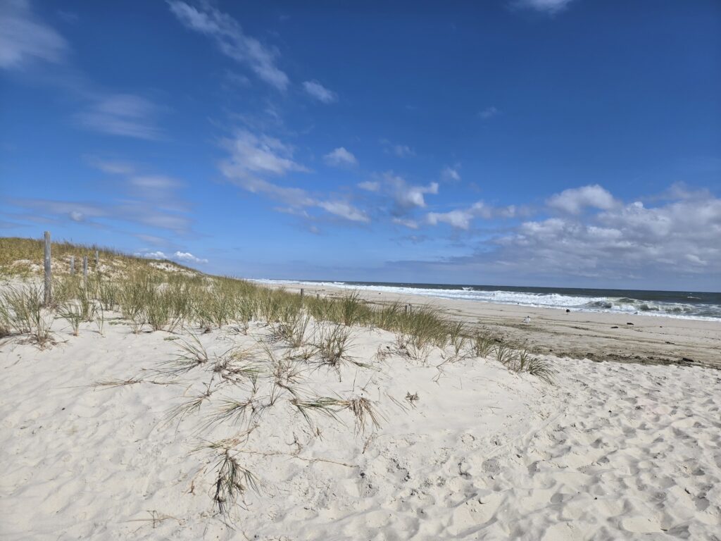 a sandy beach with plants and water (MyCoast AI)
