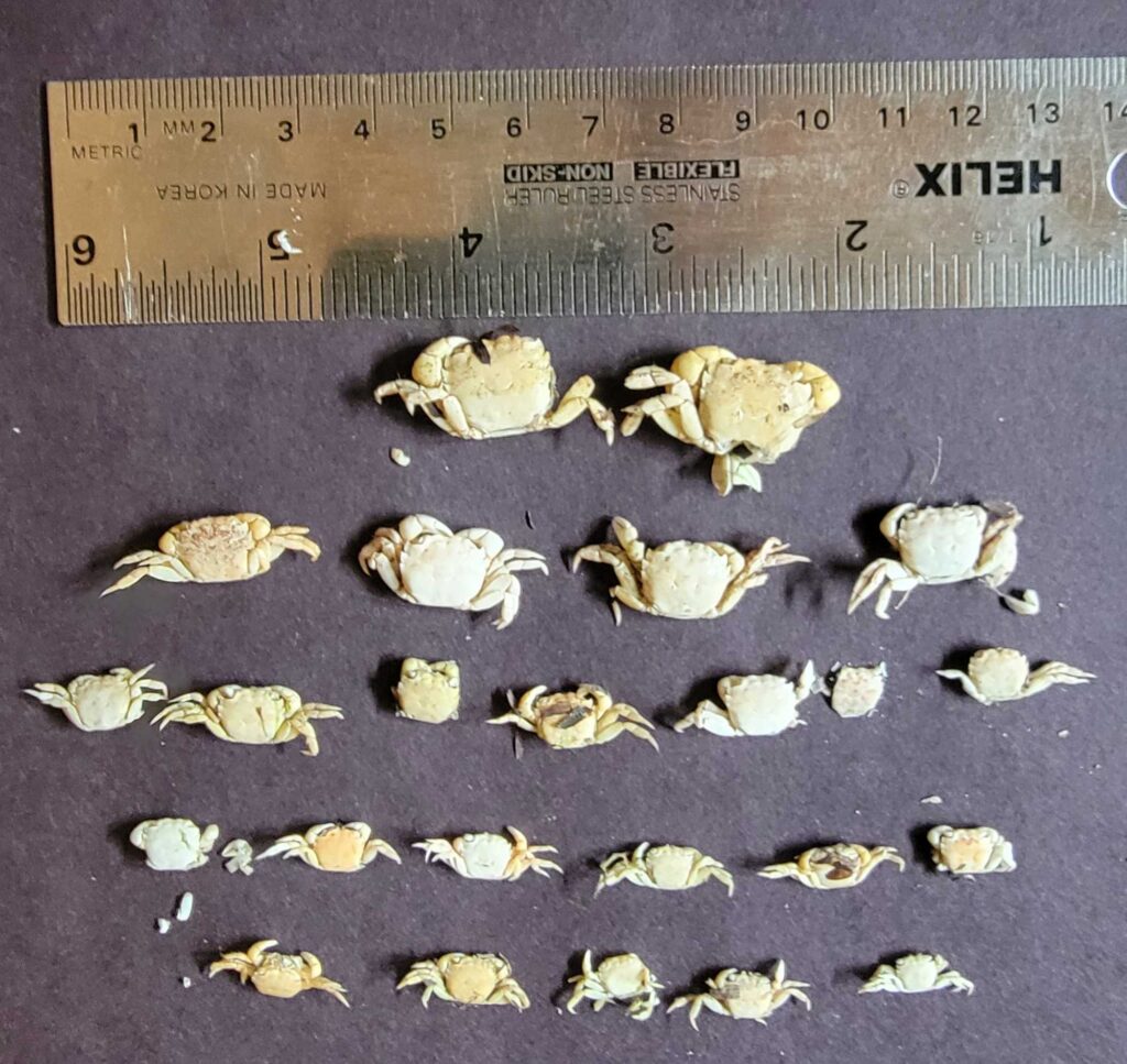 a group of shells (MyCoast AI)
