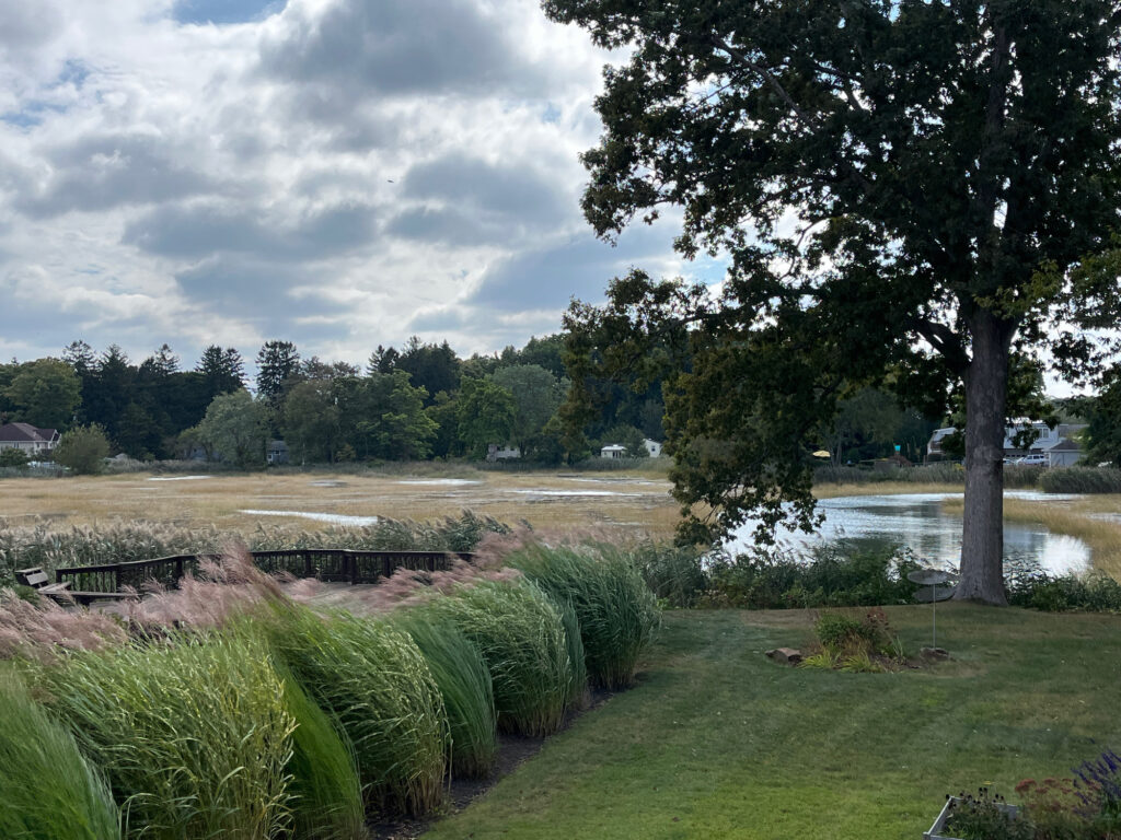 a pond surrounded by grass and trees (MyCoast AI)