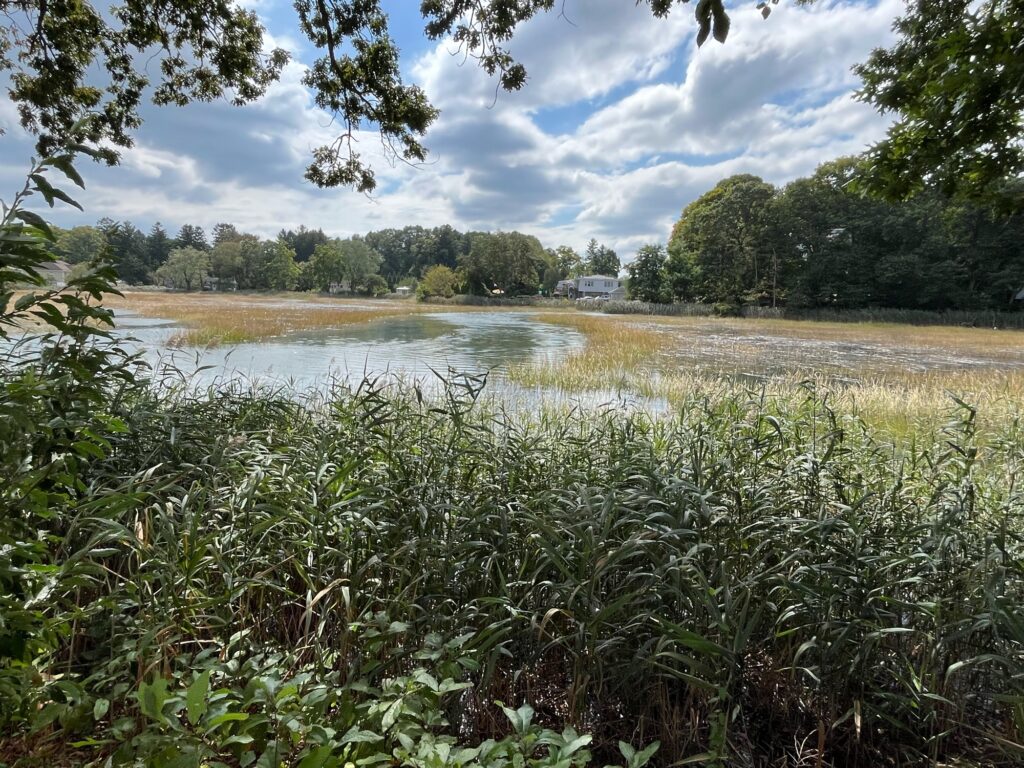 a river with plants and trees around it (MyCoast AI)