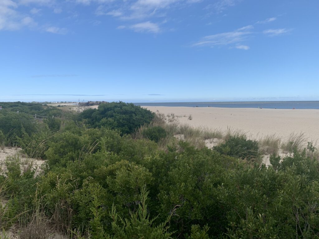 a landscape with trees and bushes (MyCoast AI)