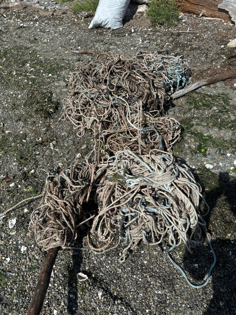 a pile of sticks and branches (MyCoast AI)