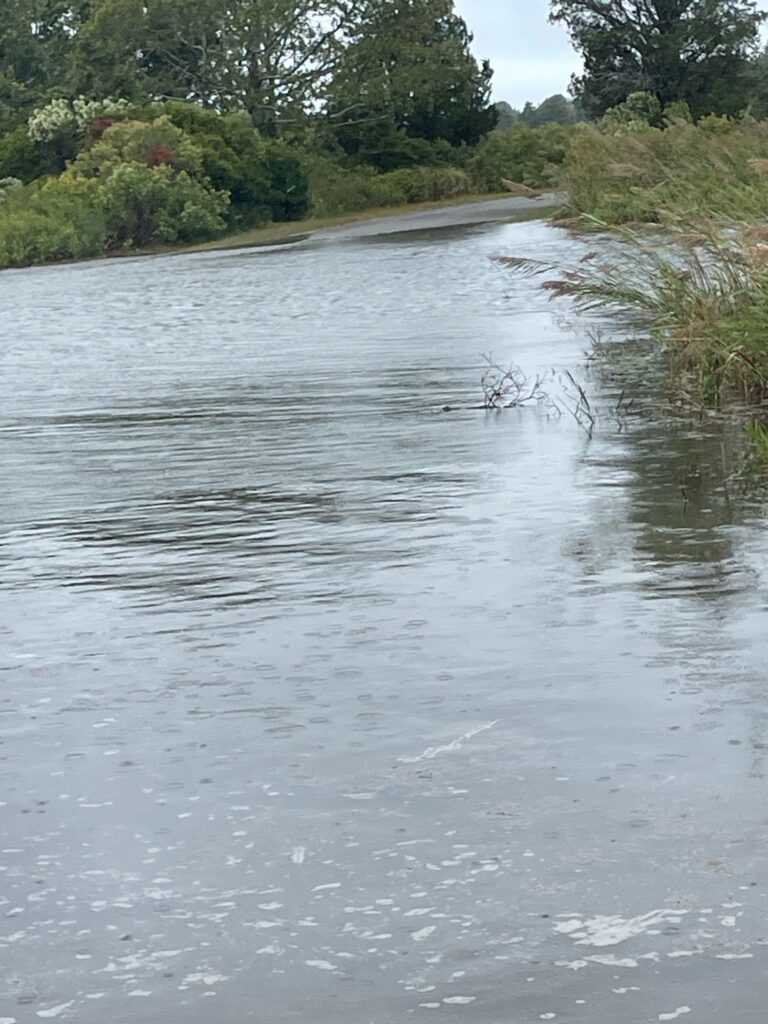 a river with trees on the side (MyCoast AI)