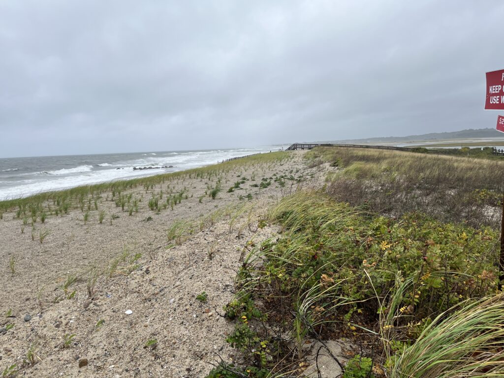 a beach with plants and water (MyCoast AI)