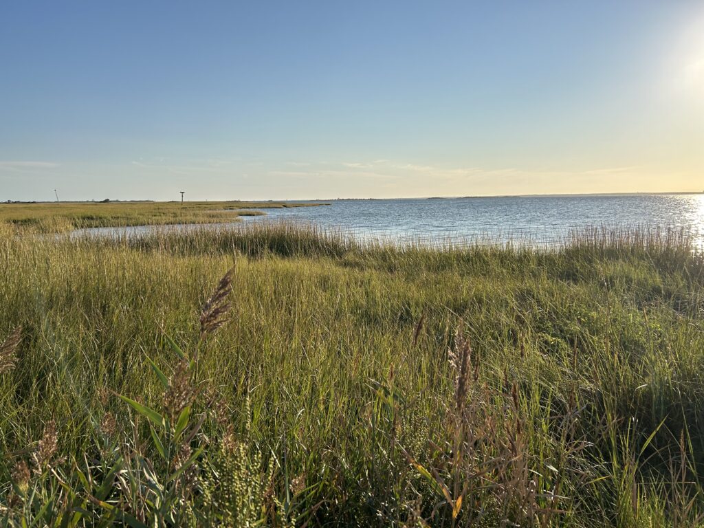 a grassy area next to a body of water (MyCoast AI)