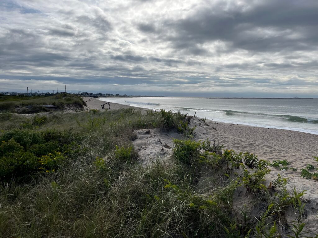 a beach with plants and water (MyCoast AI)