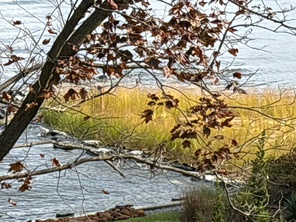 a tree with yellow leaves next to a body of water (MyCoast AI)