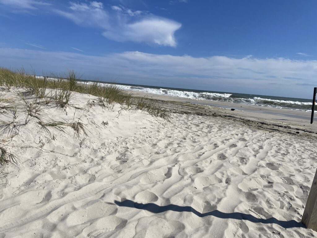 a sandy beach with plants and water (MyCoast AI)