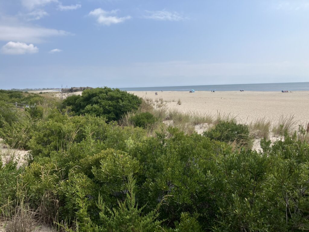 a beach with bushes and trees (MyCoast AI)