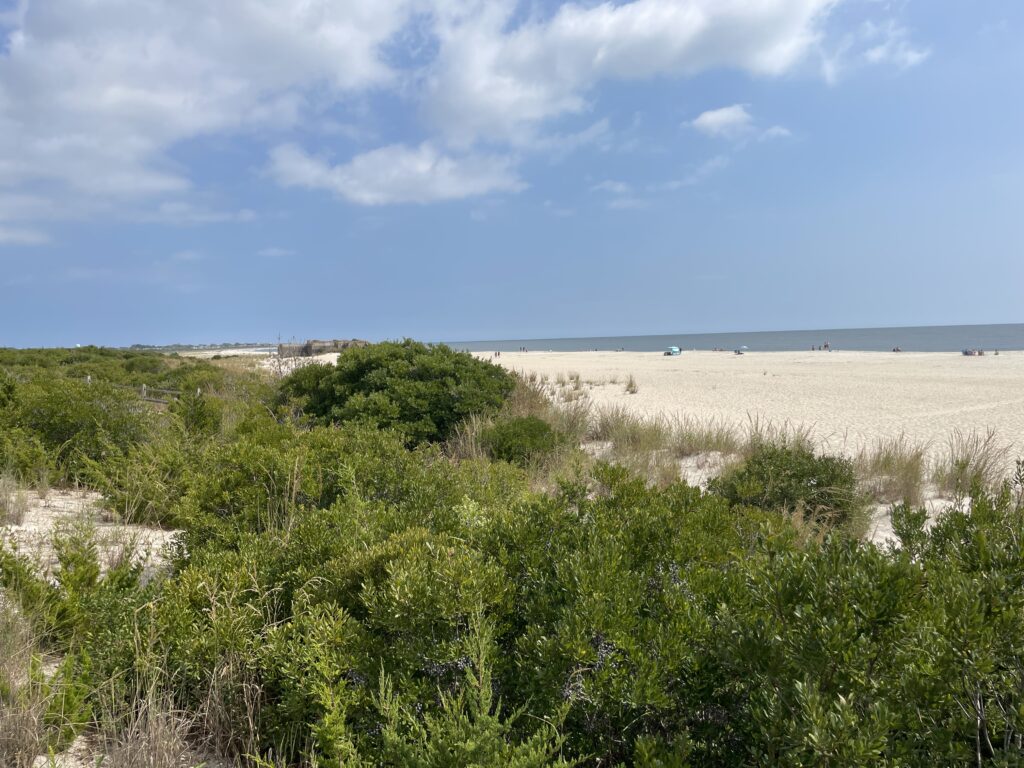 a field of green plants (MyCoast AI)