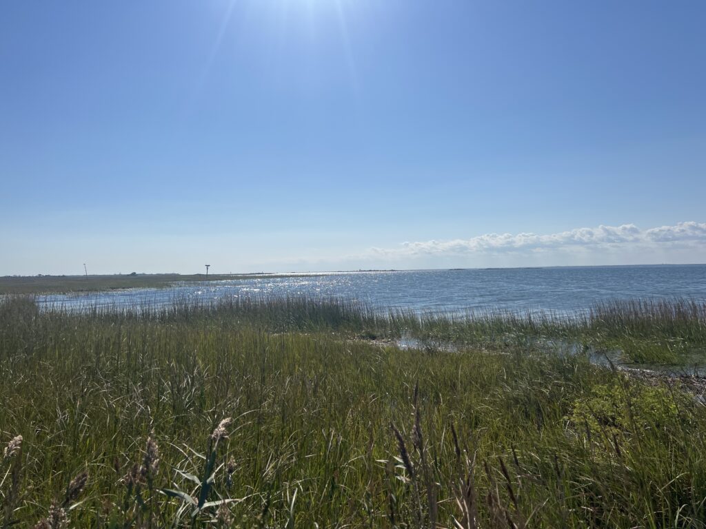 a grassy area with water in the background (MyCoast AI)