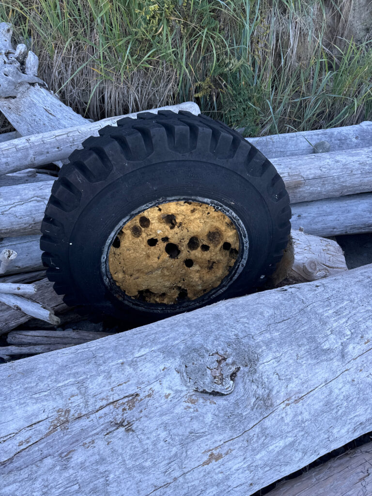 a tire on a log (MyCoast AI)