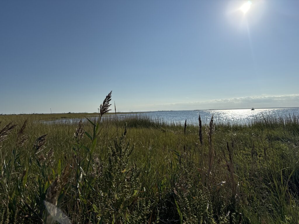 a grassy area with water in the background (MyCoast AI)