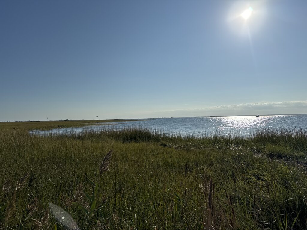 a grassy area next to a body of water (MyCoast AI)