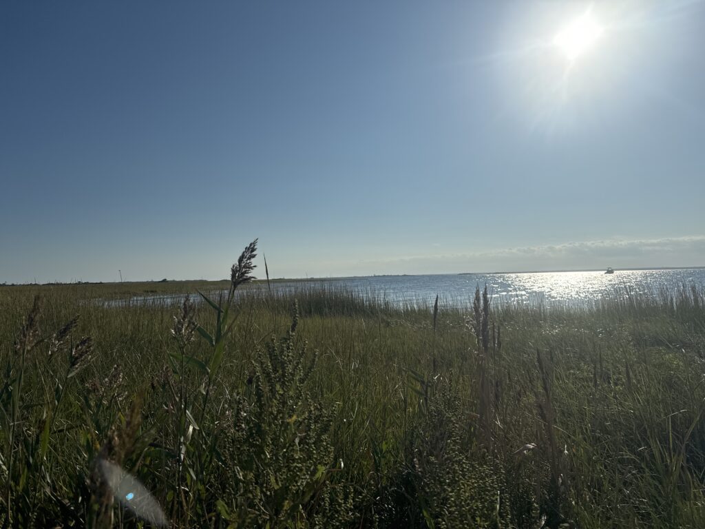 a field of tall grass with the sun shining through the clouds (MyCoast AI)