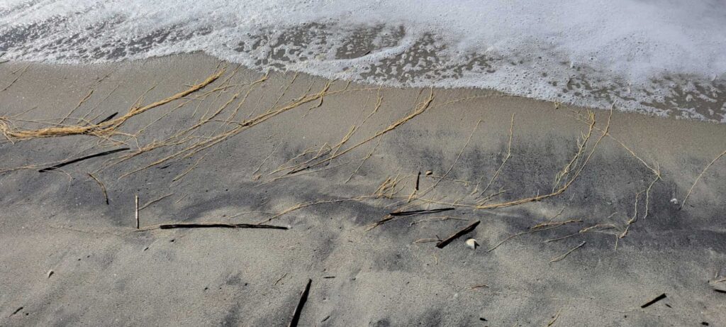 a beach with a few sticks in the sand (MyCoast AI)
