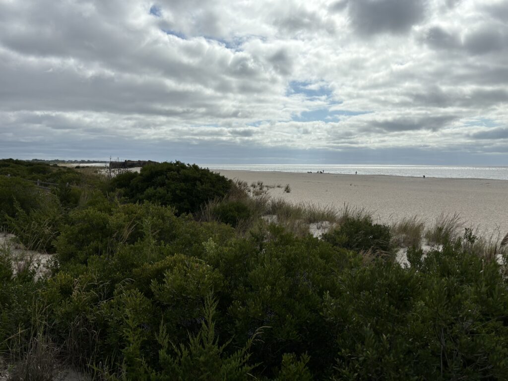 a beach with trees and bushes (MyCoast AI)