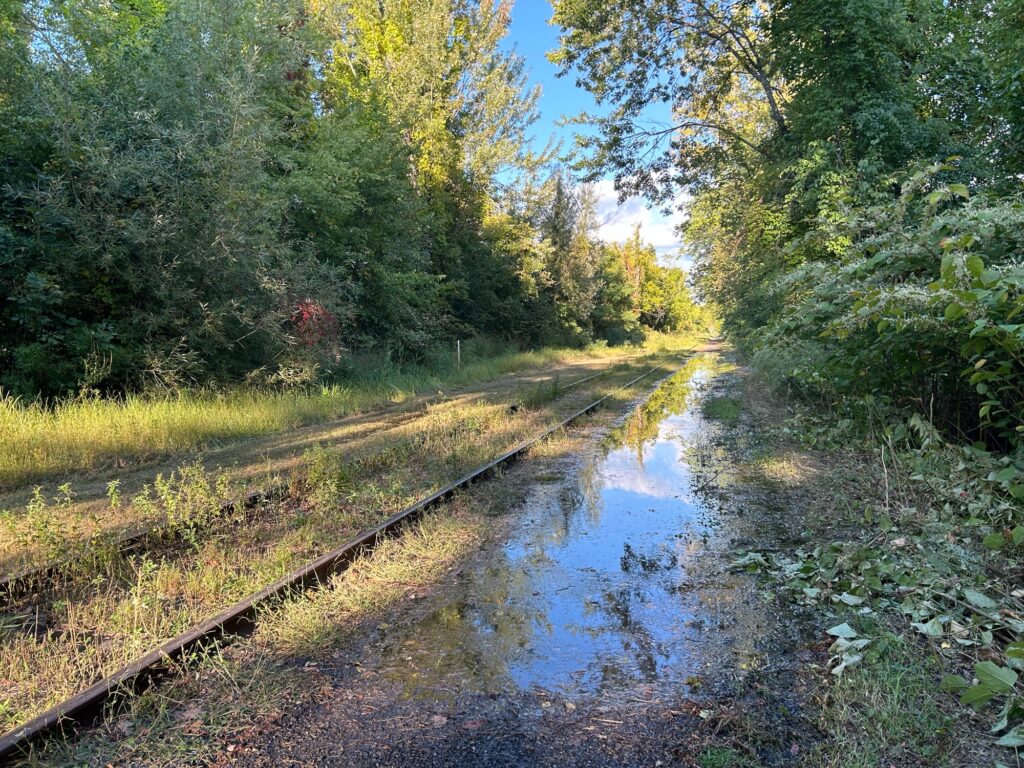 a stream with water and trees around it (MyCoast AI)