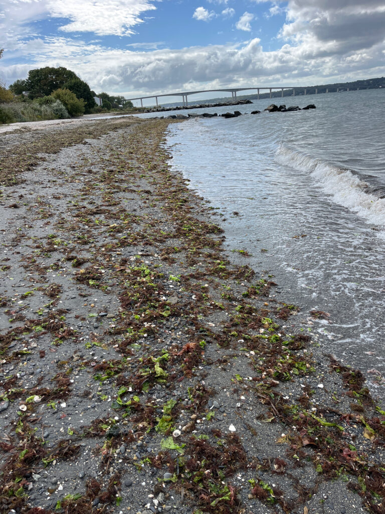 a body of water with a bridge in the background (MyCoast AI)