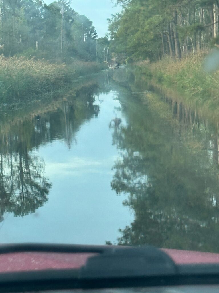 a river with trees on the side (MyCoast AI)