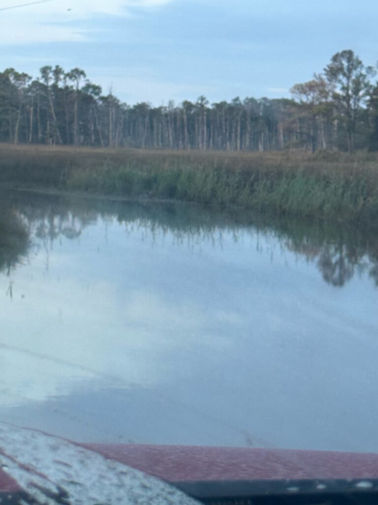 a body of water with trees in the background (MyCoast AI)