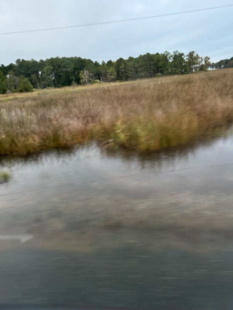 a body of water with grass and trees in the background (MyCoast AI)