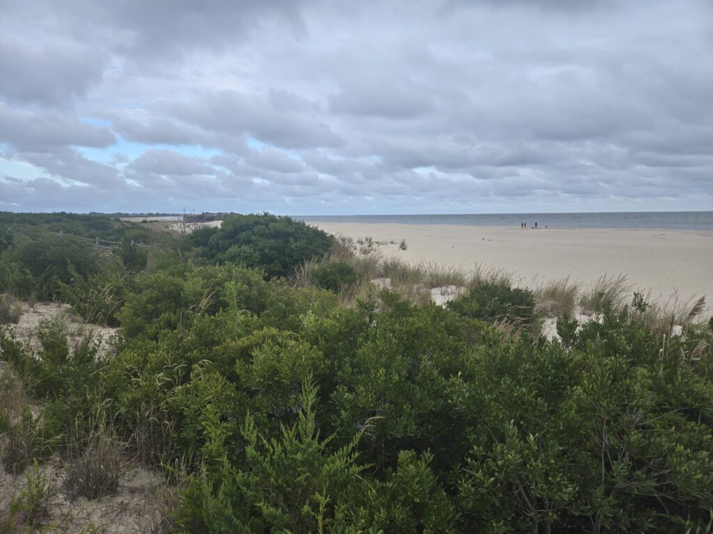 a beach with trees and bushes (MyCoast AI)