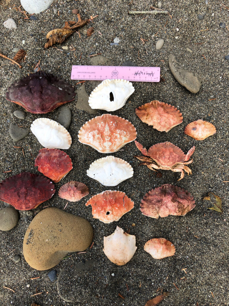 a group of sea shells (MyCoast AI)
