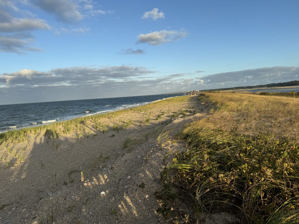 a sandy beach with bushes and water (MyCoast AI)