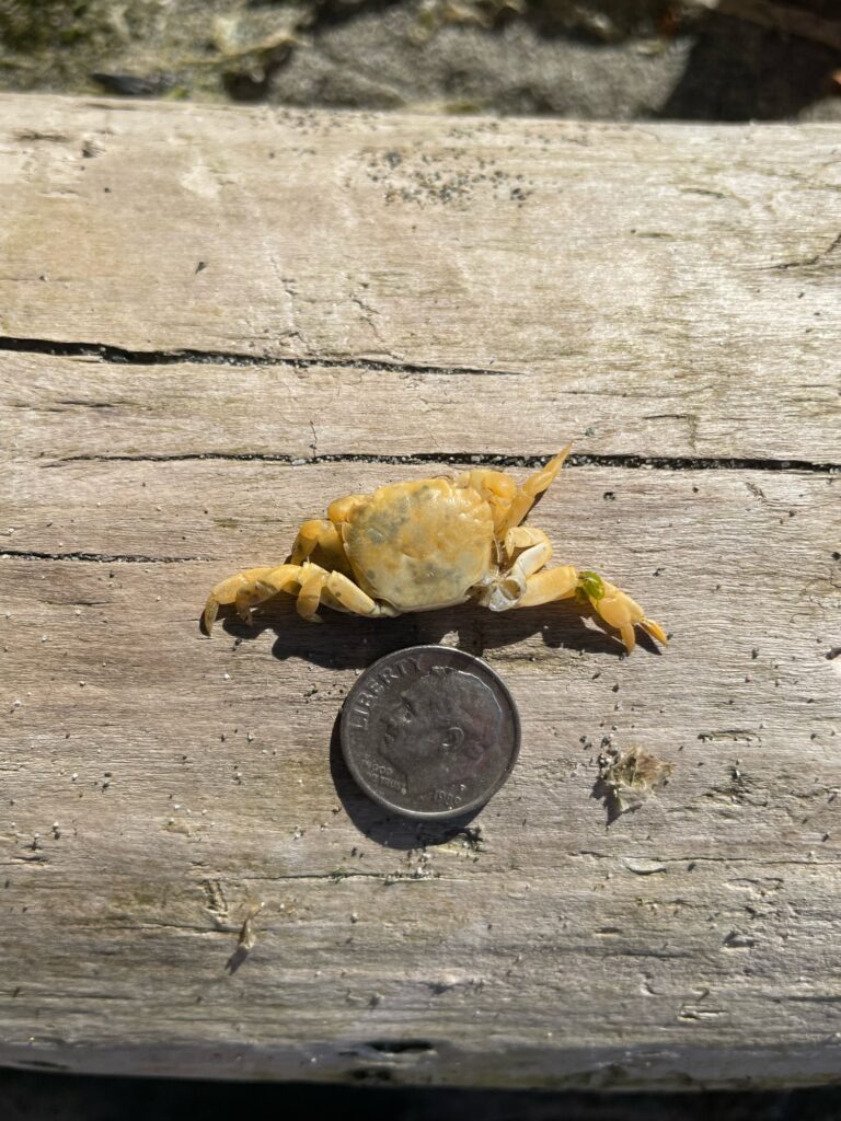 a crab on a wood surface (MyCoast AI)
