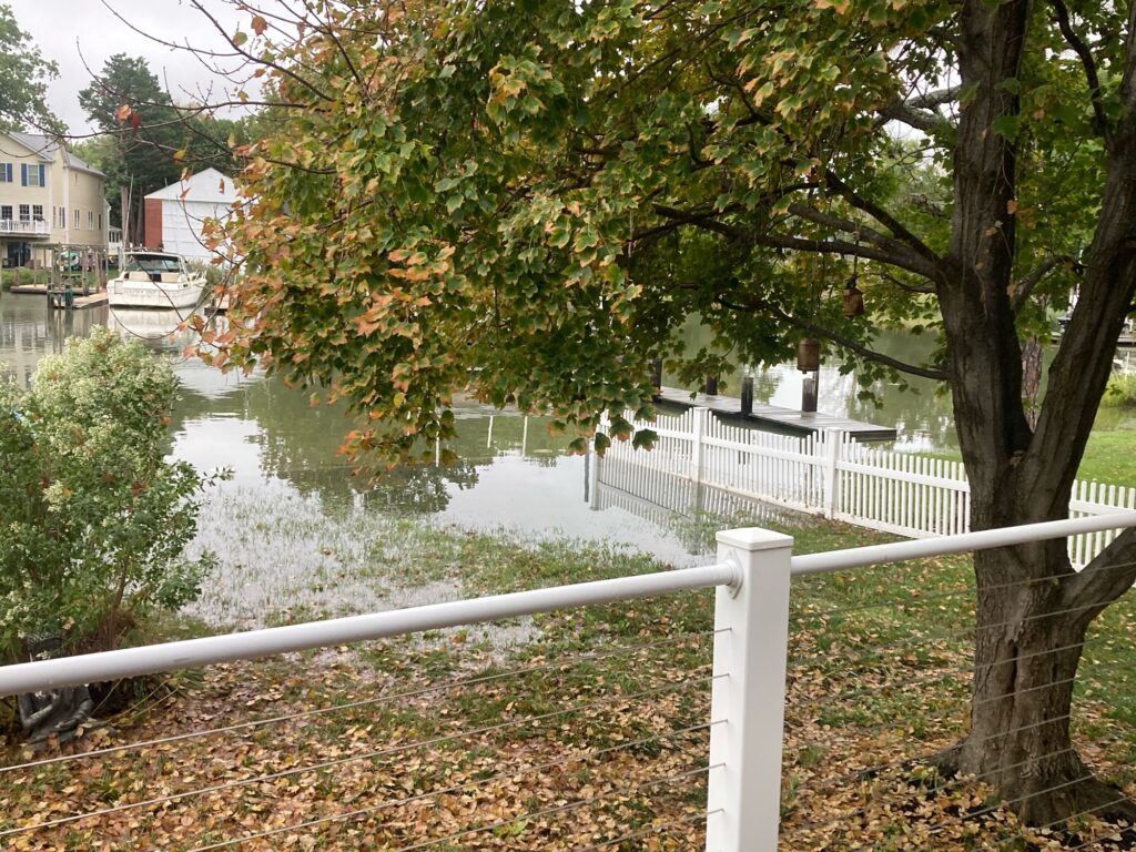 a tree next to a body of water (MyCoast AI)