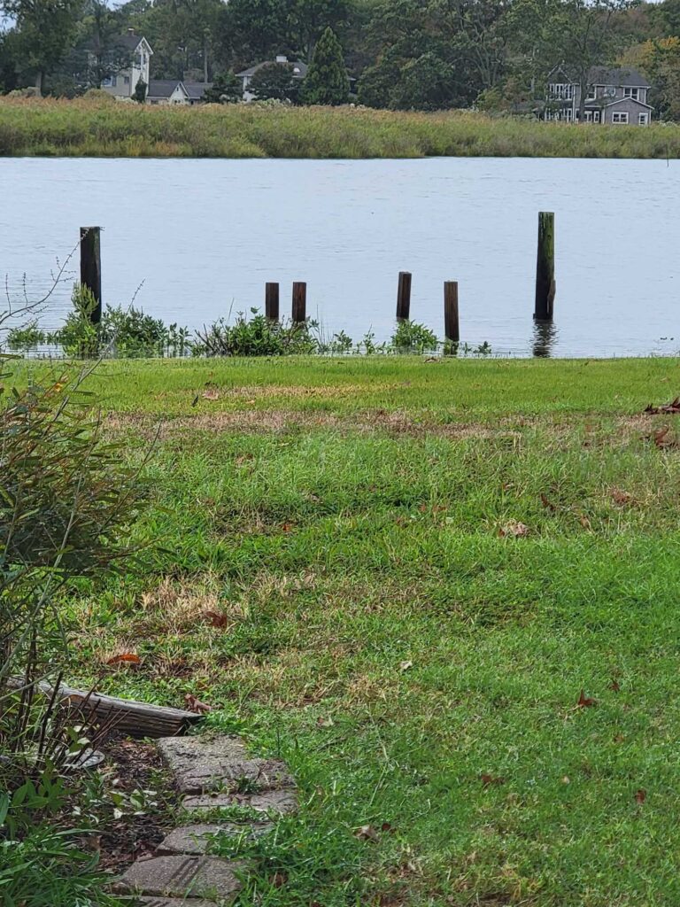 a grassy area next to a body of water (MyCoast AI)