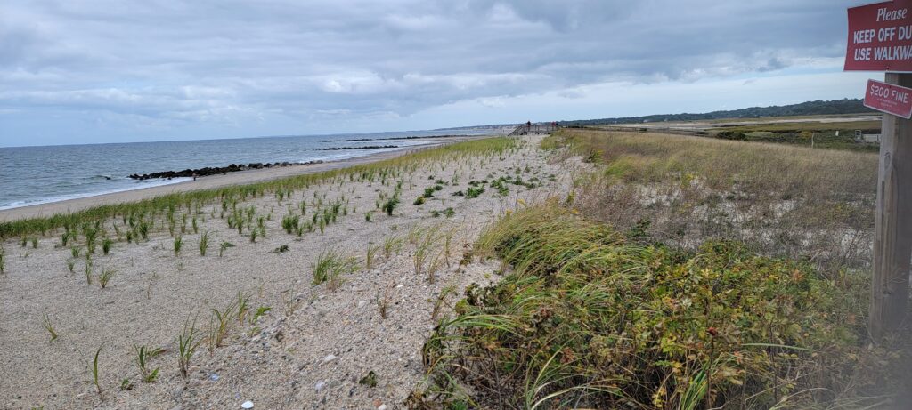 a beach with plants and water (MyCoast AI)
