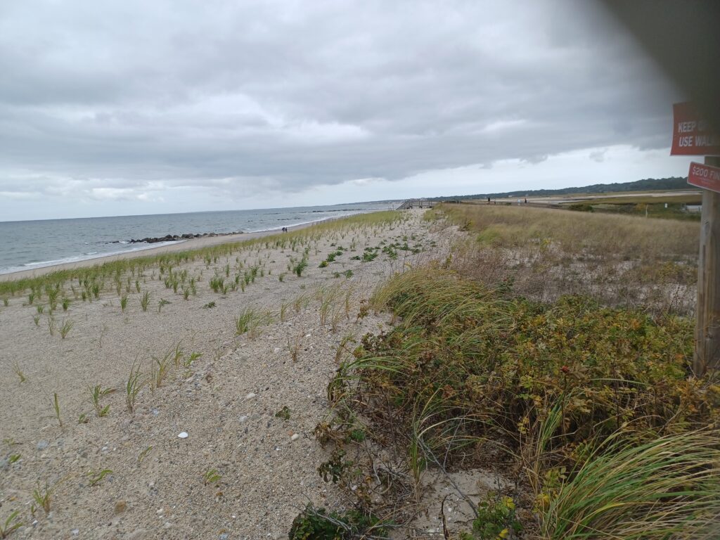 a sandy beach with plants and water (MyCoast AI)